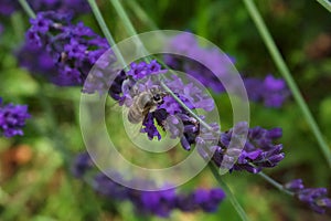 Lavanda con ape photo