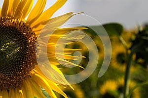 Un Girasole- One Sunflower photo