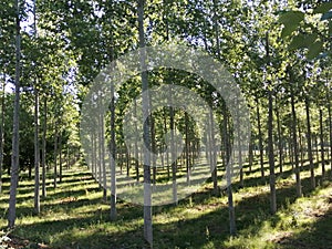 Un gran bosque de olmos al sol