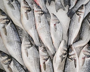 Un groupe de poissons sur le marchÃ©