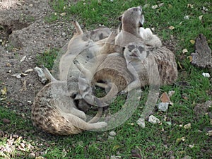 un gruppo di Lemuri che giocano nel prato photo