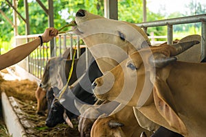 Un-identified hand feeding grass to farm cows photo