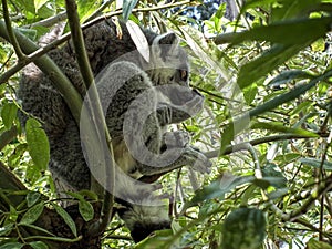 il lemure curioso photo