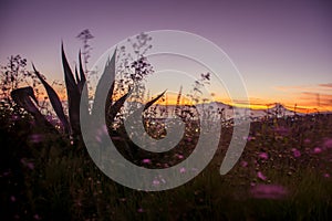 Maguey with volcanoes in the background at sunrise photo