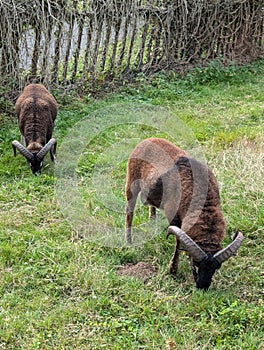 A Soay sheep grazes peacefully in a green meadow. photo