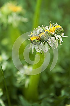 Un-natural Growth Mutant Dandelion Weed