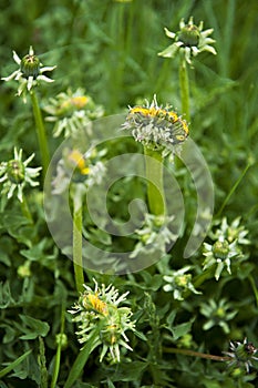 Un-natural Growth Mutant Dandelion Weed