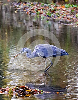 un oiseau de rivage qui chasse