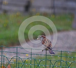 un petit oiseau qui tien dans son bec un bout de pain