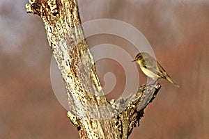 un piccolo uccello sopra un tronco photo