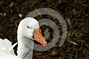 goose pet animal photo