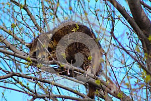 Un raton laveur cachÃÂ© dans les arbres photo