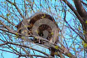 Un raton laveur cachÃÂ© dans les arbres