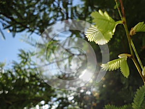 A green sprout in spring photo