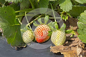 Un-riped Strawberries