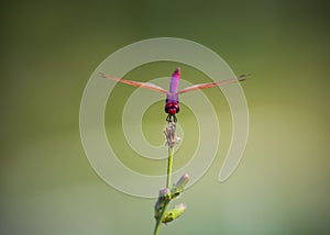 le ali della libellula formano una croce photo