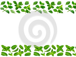 Un tas de feuilles de menthe sur fond blanc photo