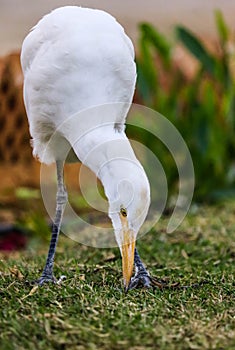 un trÃ¨s grand oiseau au plumage blanc