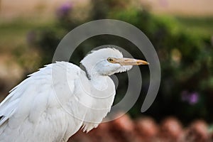 un trÃ¨s grand oiseau au plumage blanc