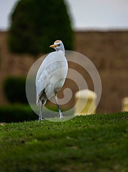 Un trÃ¨s grand oiseau au plumage blanc sur une Coline d\'herbe