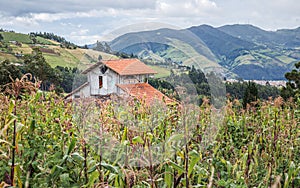 Una casita rodeada por cultivos de maiz photo