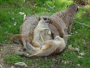 la famiglia dei lemuri photo