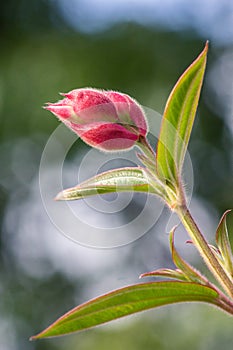 Una flor tibouchina del sur de Colombia photo