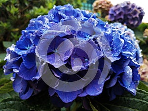 Una hortensia azul con gotas de agua photo