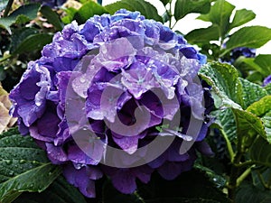 Una hortensia de color violeta bajo la lluvia photo