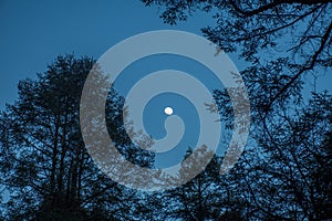 Moon among the trees of a forest photo