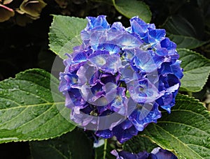 Una preciosa hortensia de color azul photo