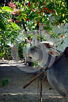 A cow eating the flowers of a garden plant photo