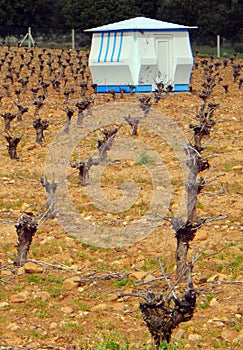 vineyard in the Tera walley, Zamora, Spain photo