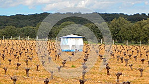 vineyard in the Tera walley, Zamora, Spain photo