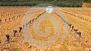 vineyard in the Tera walley, Zamora, Spain photo