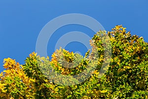 Unadorned autumnal maple tree yellow and green leaves on clear blue sky background