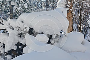 The unaffected sculpture snow on the winter forest photo
