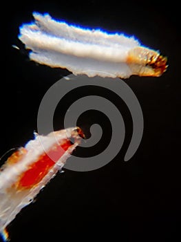 Unaspis euonymi or the Euonymus scale