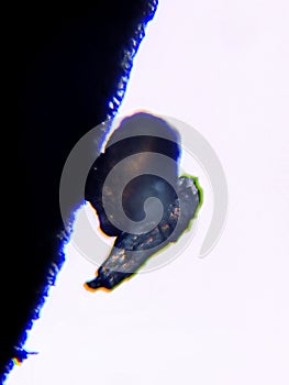 Unaspis euonymi or the Euonymus scale