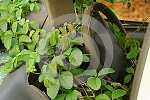 Unattended car during lockdown with growing plants