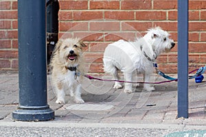 Unattended Dogs with Leads