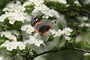 Butterfly on the white flowers of the tree. Nymph thistle - Vanessa cardui