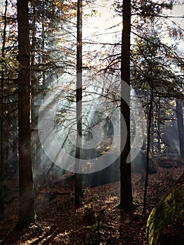 Unbelievable magic elf`s forest