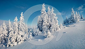 Unbelievable morning view of Carpathian mountains with fresh snow covered fir trres.