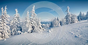 Unbelievable morning view of Carpathian mountains with fresh snow covered fir trres.