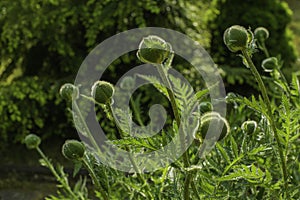 Unbloomed buds of garden poppies