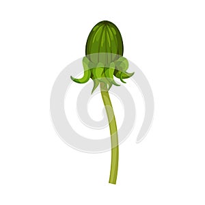 Unbloomed Dandelion Flower on Stem Isolated on White Background Vector Illustration