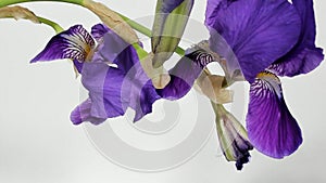 Unblooming colored flower buds, timelapse footage. Close up, macro.