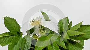 Unblooming colored flower buds, timelapse footage. Close up, macro.