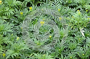 Unblossomed Mexican marigold or Aztec marigold species of the genus Tagetes